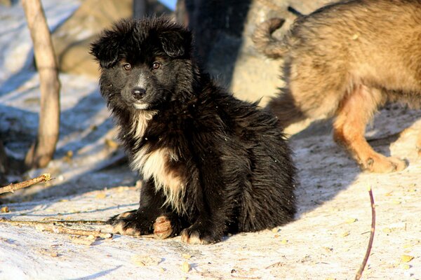 Vue d un chiot errant en hiver