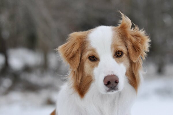 A pretty dog behind a winter background