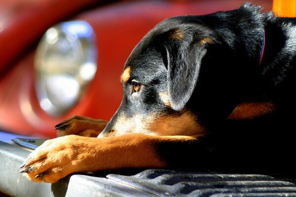 The puppy is lying on the bumper of a red car