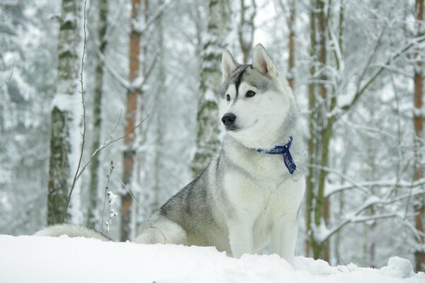 Adult husky dog in a snowy forest