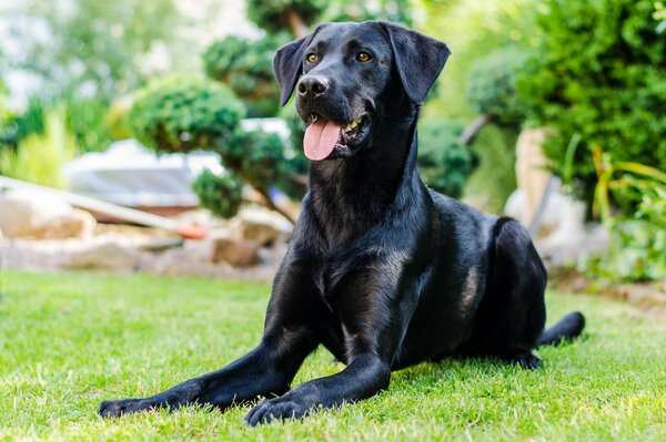 A black dog on a green lawn