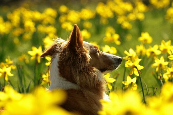 Chien dans un champ en jaune