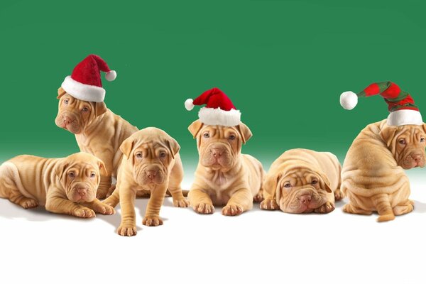 Chiens de Noël chiots Shar Pei