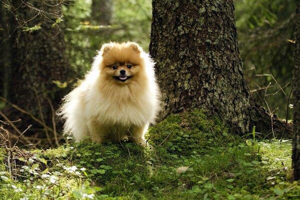 Chien gelé dans une clairière dans la forêt