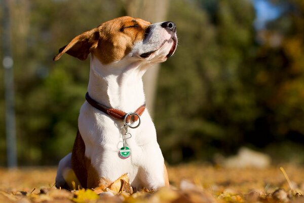 Un perro satisfecho yace en las hojas amarillas de otoño
