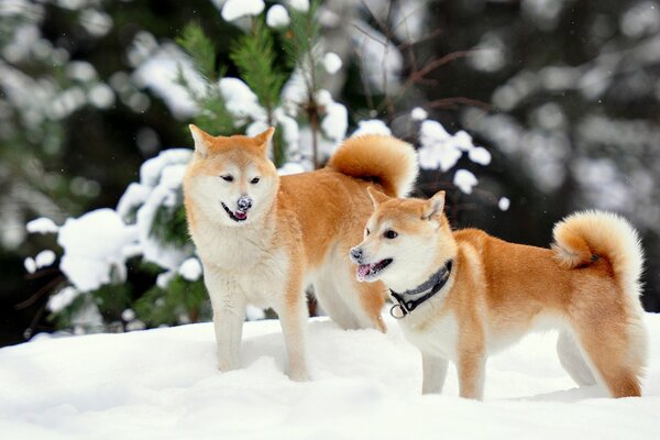 Shiba Inu frolic in the snowy forest