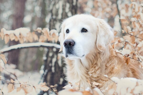 Golden Retriever on a walk in winter