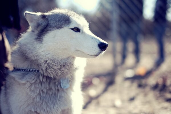 The muzzle of a husky on a chain in the park