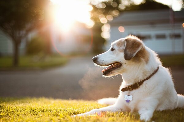 Bei Sonnenuntergang liegt der Hund auf dem grünen Rasen