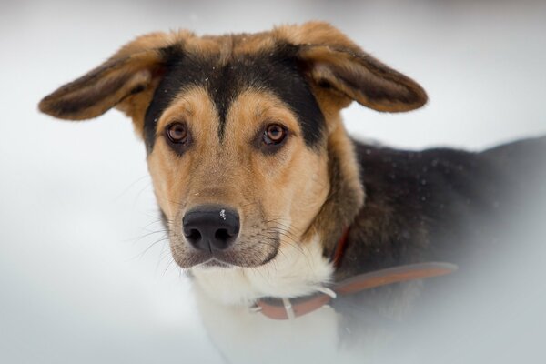 Chien avec un regard intelligent