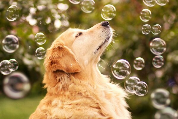 Lindo perro rodeado de burbujas de jabón