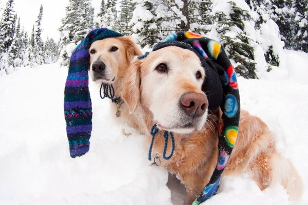 Deux chiens dans la forêt enneigée