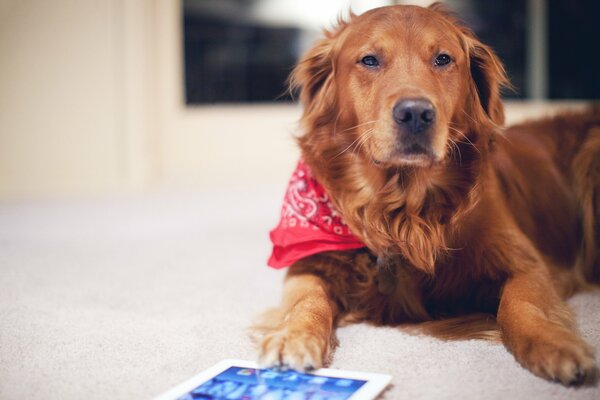 Le chien intelligent aime jouer à la tablette