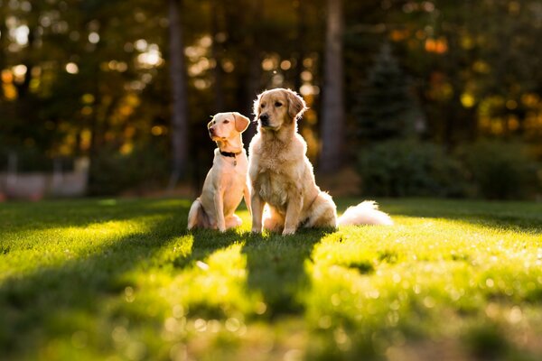 Dwa psy siedzą na zielonej, nasłonecznionej polanie