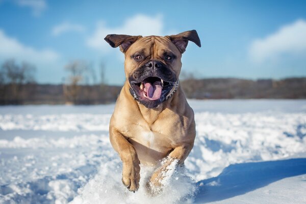 Perro en el fondo de invierno