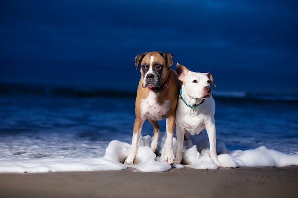 Dos perros en la playa