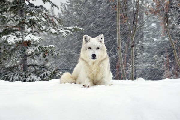 Ein flauschiger weißer Hund hat keine Angst vor Frost und Schnee