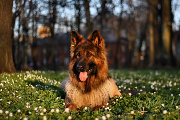 Compatibilità tra bellezza della natura e cane