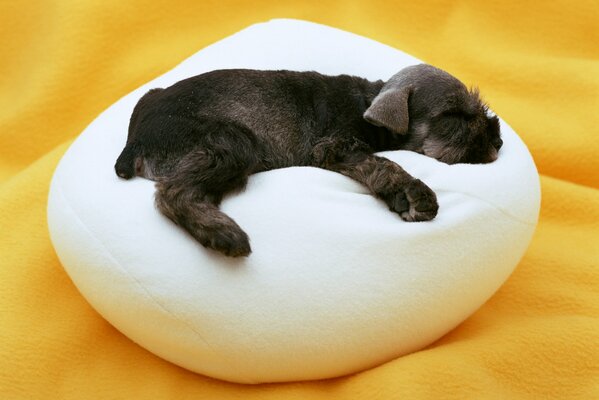 A little puppy is sleeping sweetly on a pillow