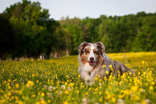 Chien dans le champ sur fond de fleurs