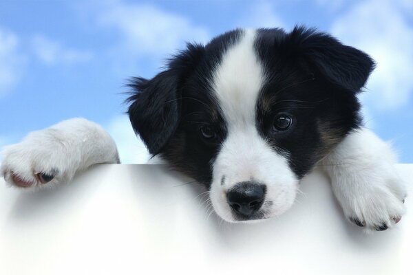 A black and white puppy on a blue sky background