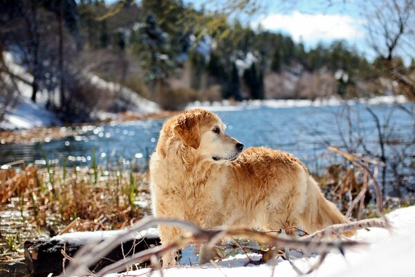 Retriever zdecydował się na spacer wiosną nad rzeką