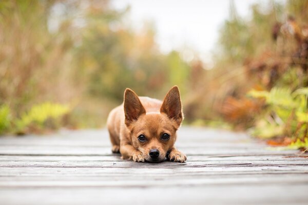Regard de chien sur fond d automne