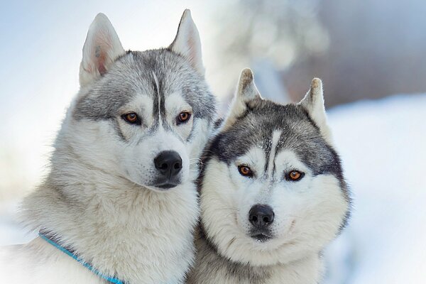 Hermosos perros en el fondo de invierno