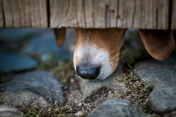 Nase Hund Zaun Steine