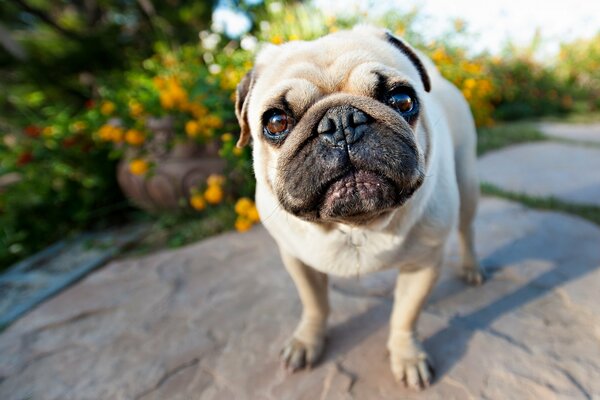 Joli chien Carlin. Regard intelligent