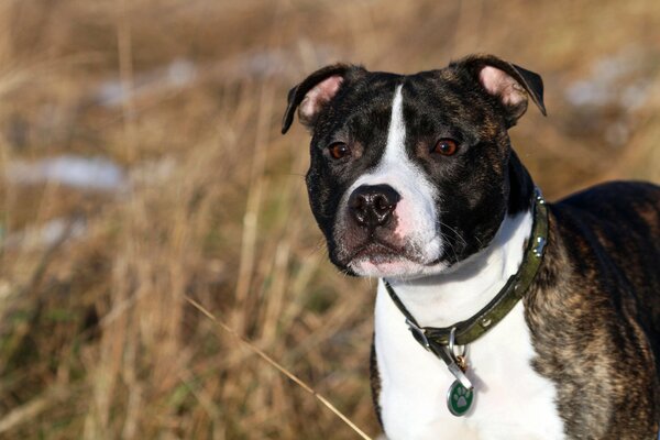Perros parod Staffordshire Bull Terrier amigo del hombre
