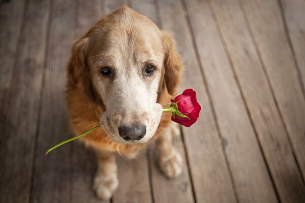 The dog sits and holds a rose in his mouth