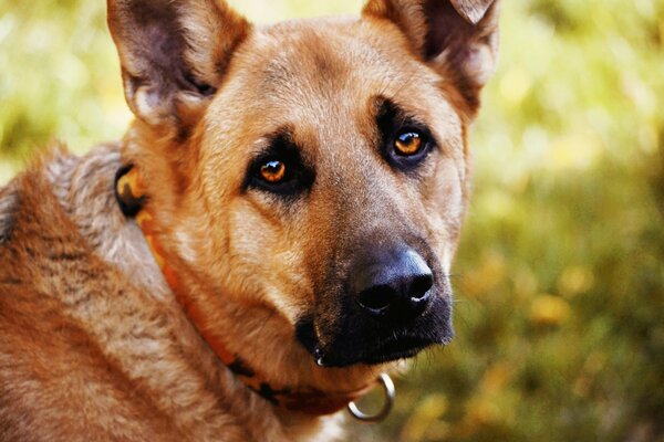 Perro con ojos tristes de cerca