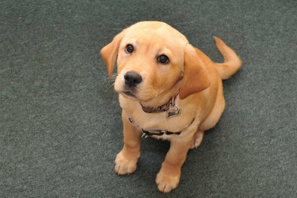 Petit chiot avec un regard triste