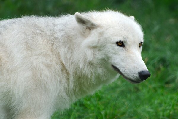 White Arctic wolf on a background of green grass
