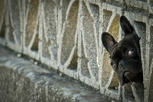 Le regard curieux d un bouledogue français