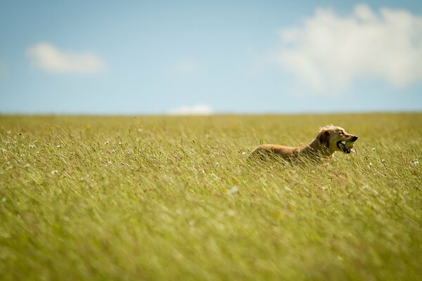 A dog runs in a field in summer