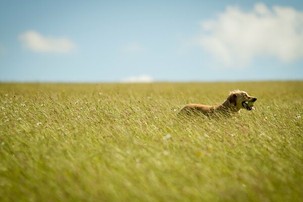Cane che corre nel campo in estate