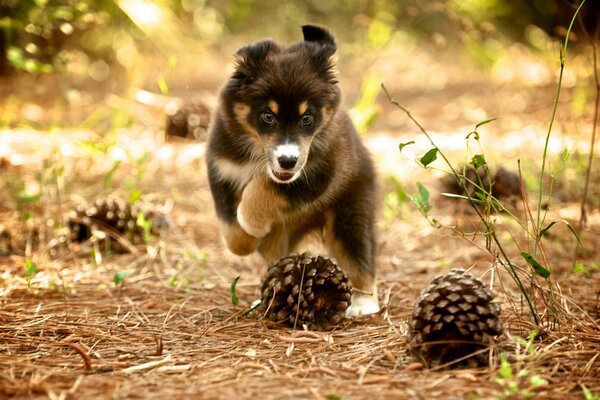 Welpe in der Natur spielt mit Zapfen