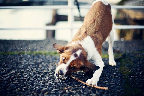The dog is fervently playing with a stick on the street