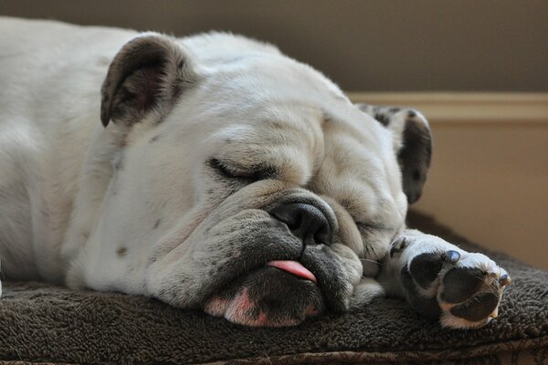 Bulldogge schläft mit ausgestreckter Zunge