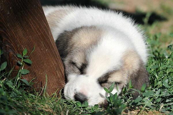 Dormir sur l herbe beau chiot
