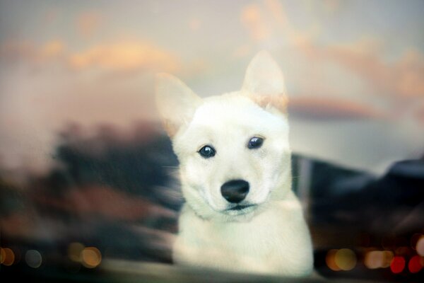 A small white dog looking out the window