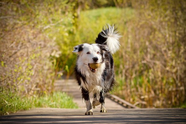 Cane con una palla tra i denti che corre lungo il vicolo