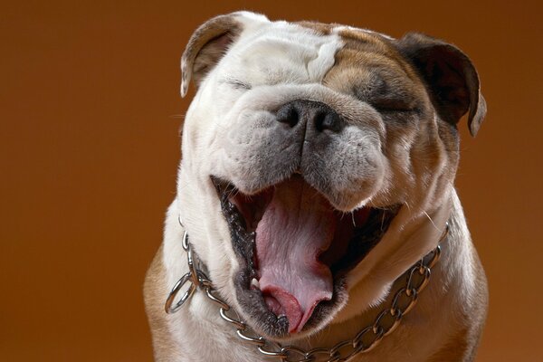 Bulldog de bonne humeur souriant à la caméra