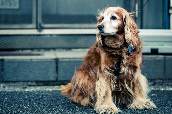 Un perro explora la calle y atrapa las miradas de la gente