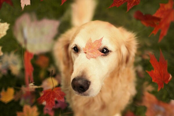 Autumn petals fall on the fluffy fur of the dog