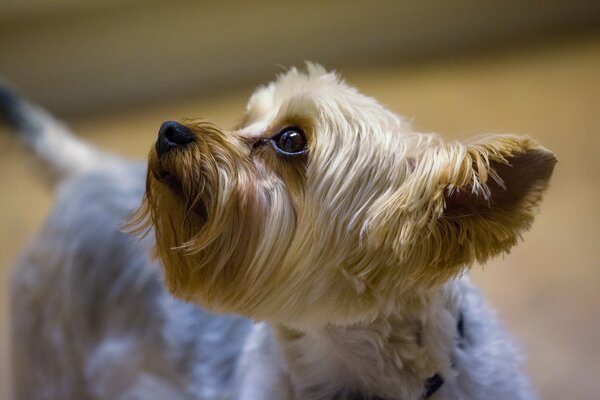 Schnauze cuties doggy yorkshire terrier