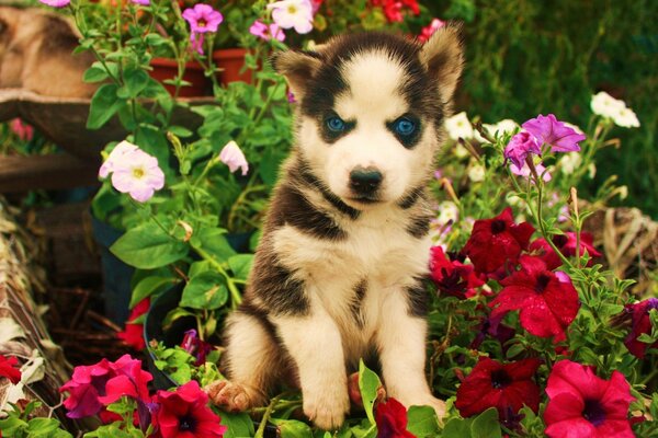 Cachorro de flores con ojos azules malvados