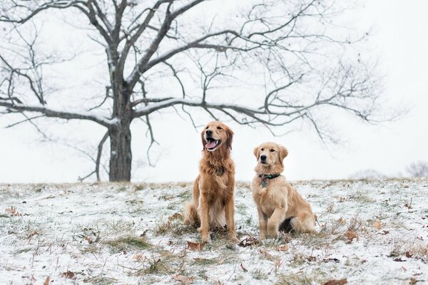 Zwei Hunde auf einem schneebedeckten Feld